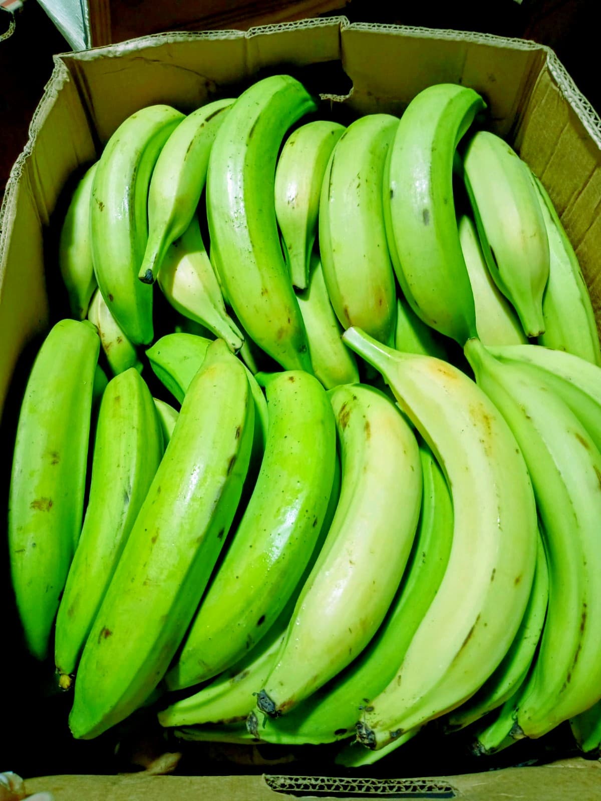 Green Plantain EC - image 1