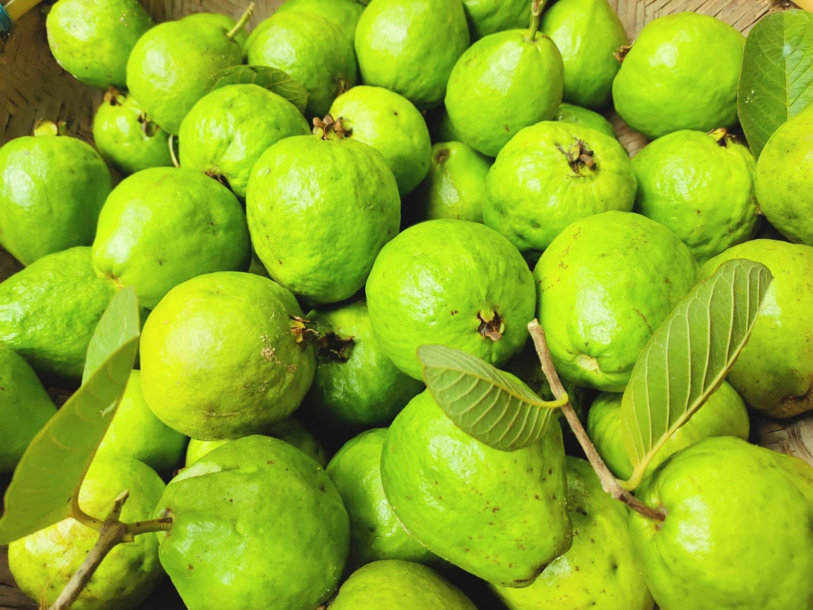 Pink Guava - image 1