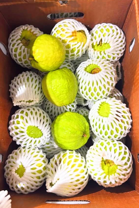 Thai Guava - image 1