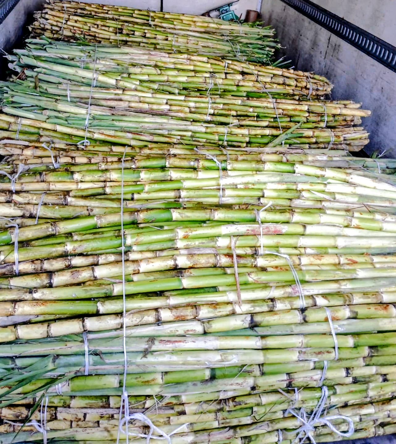 Sugarcane - image 1