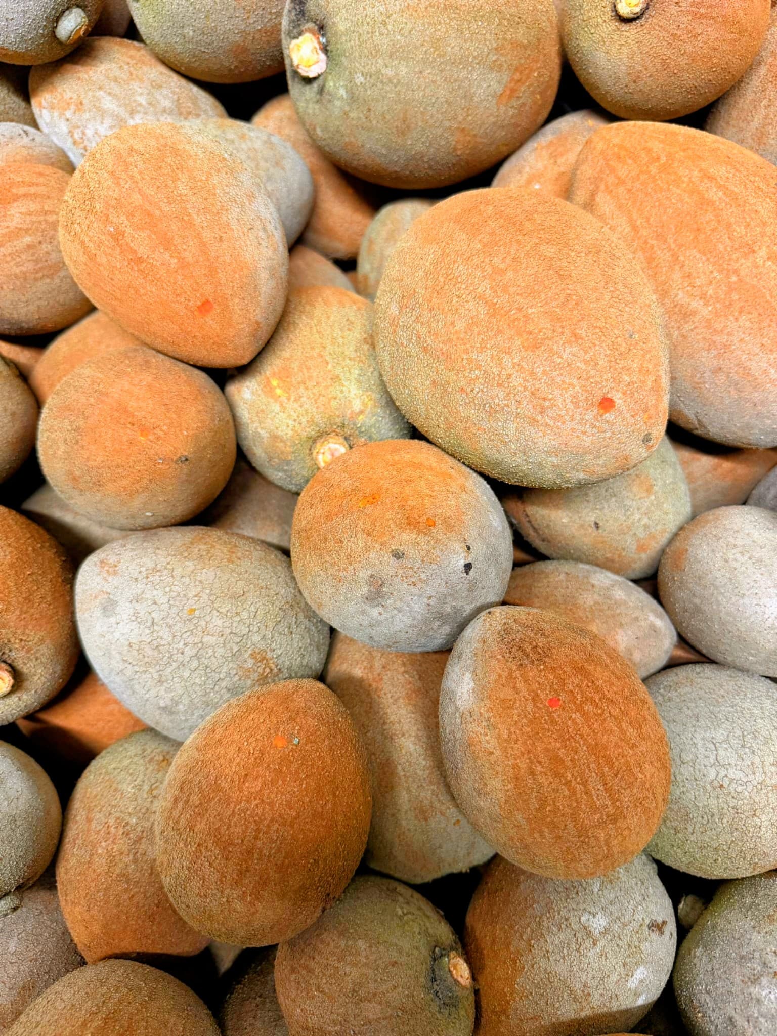 Mamey Zapote - image 1