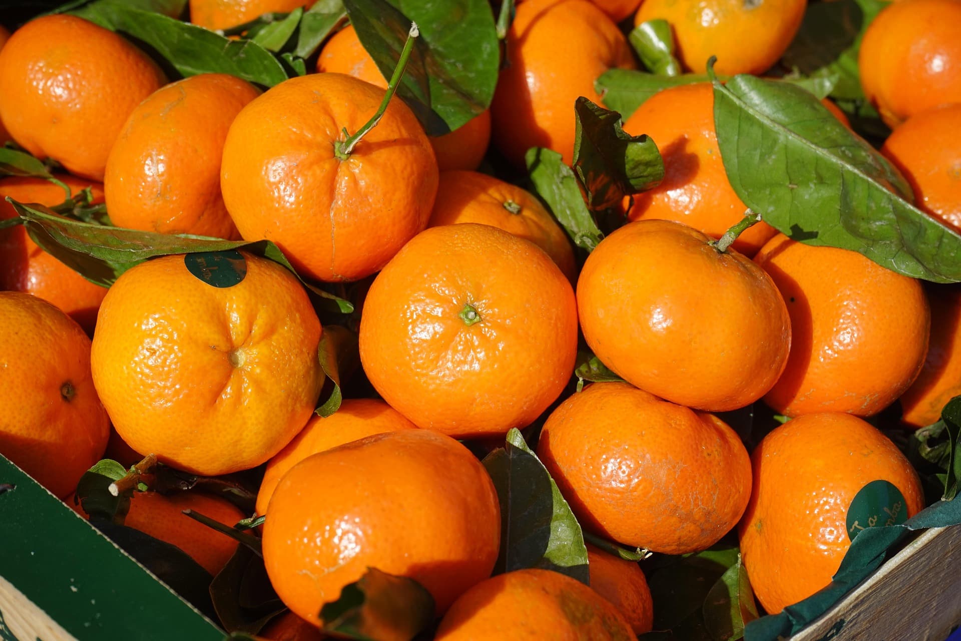 Mandarin - image 1
