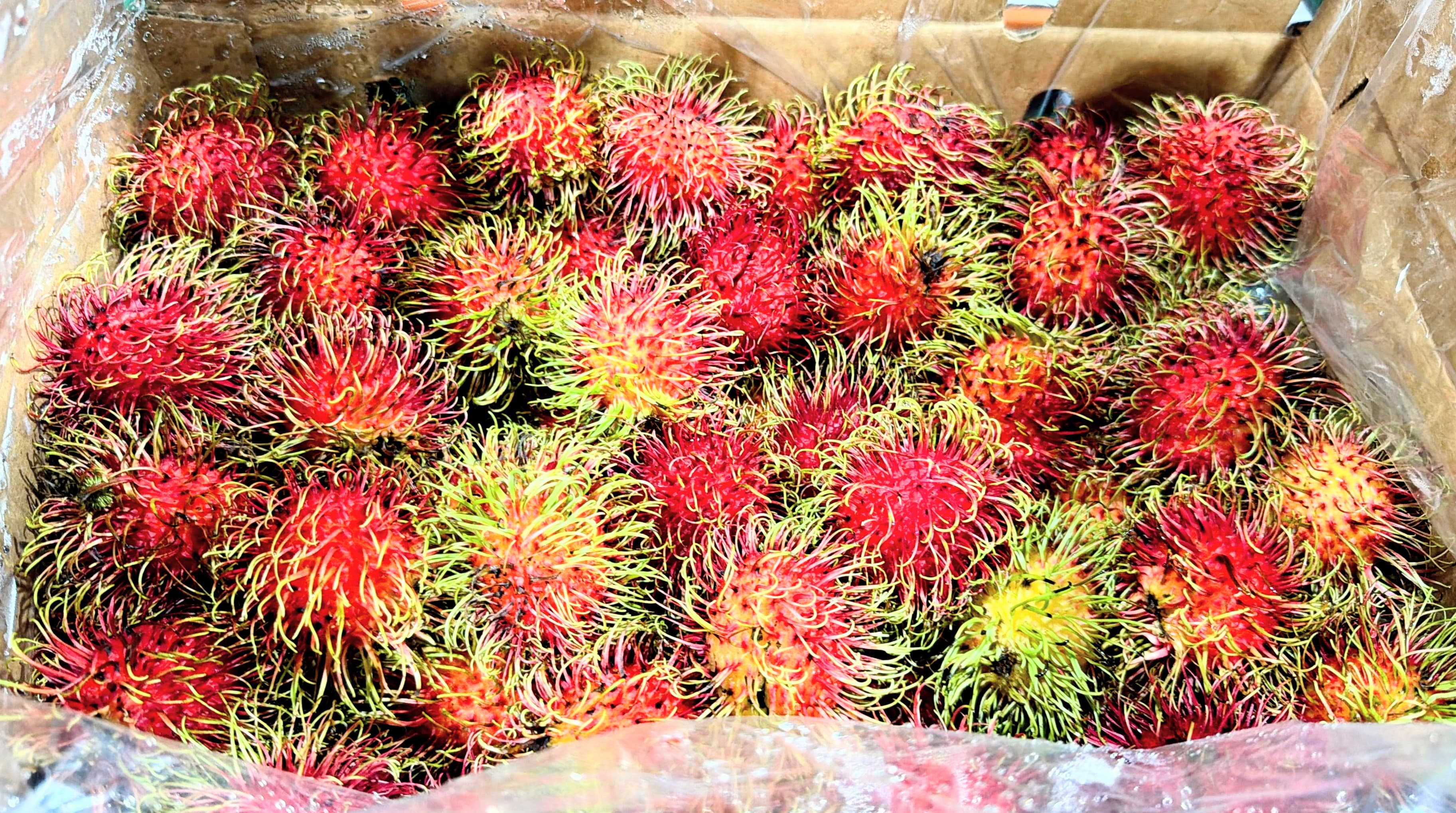 Rambutan - image 1